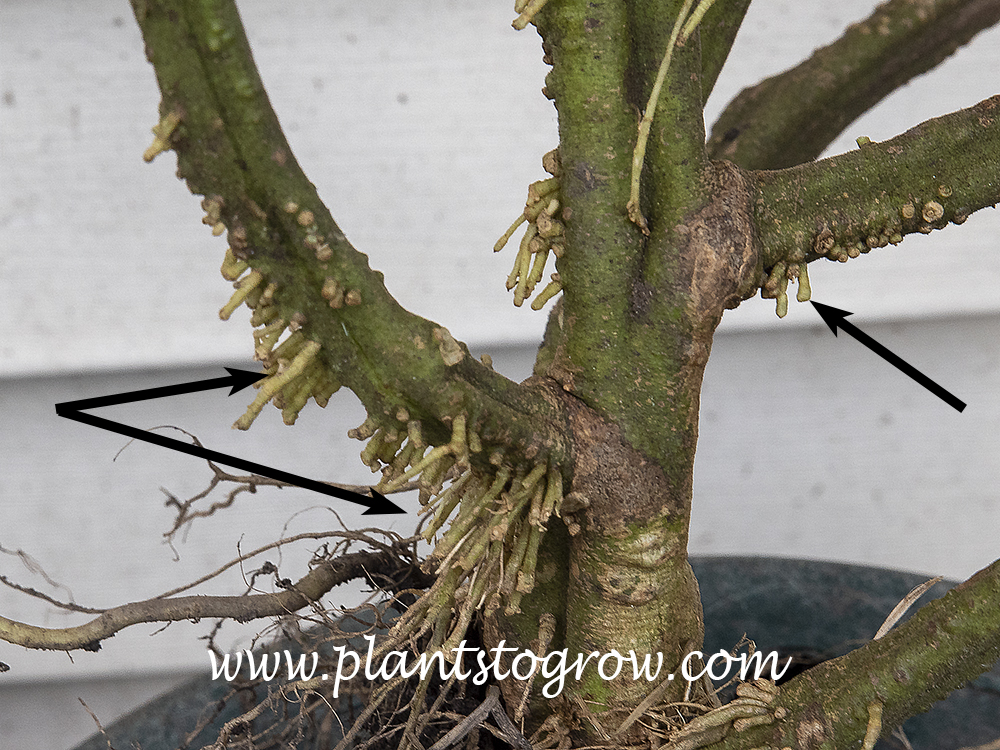 Adventitious roots growing off of the lower branches of a tomato plant.